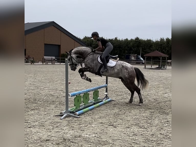 Andaluces Caballo castrado 7 años 164 cm Tordo in biddinghuizen