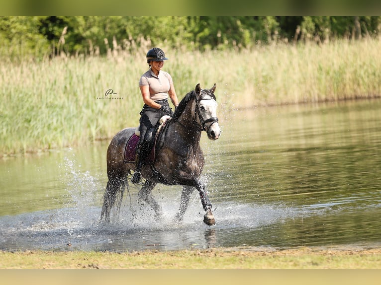 Andaluces Caballo castrado 7 años 164 cm Tordo in biddinghuizen