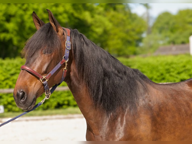 Andaluces Caballo castrado 7 años 165 cm Castaño in Neustadt (Wied)