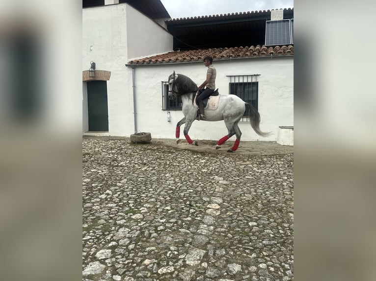 Andaluces Caballo castrado 7 años 165 cm Tordo in Alcántara