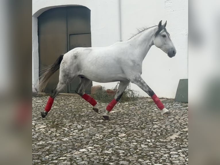 Andaluces Caballo castrado 7 años 165 cm Tordo in Alcántara