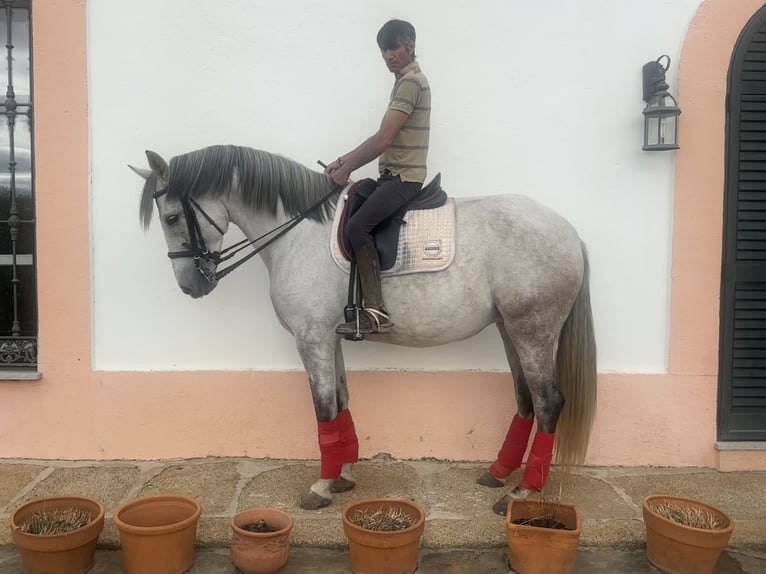 Andaluces Caballo castrado 7 años 165 cm Tordo in Alcántara