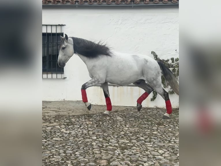 Andaluces Caballo castrado 7 años 165 cm Tordo in Alcántara