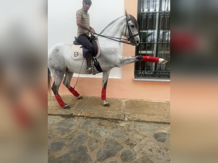 Andaluces Caballo castrado 7 años 165 cm Tordo in Alcántara