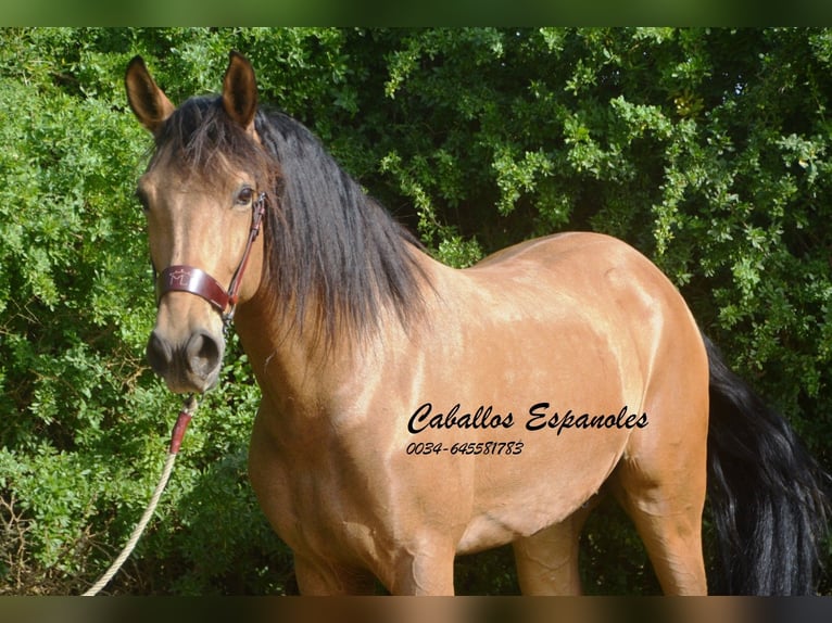 Andaluces Caballo castrado 7 años 167 cm Bayo in Vejer de la Frontera