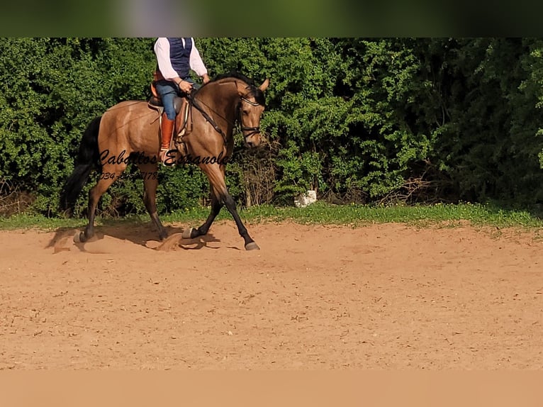 Andaluces Caballo castrado 7 años 167 cm Bayo in Vejer de la Frontera