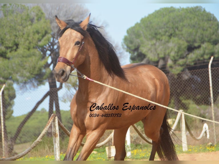 Andaluces Caballo castrado 7 años 167 cm Bayo in Vejer de la Frontera