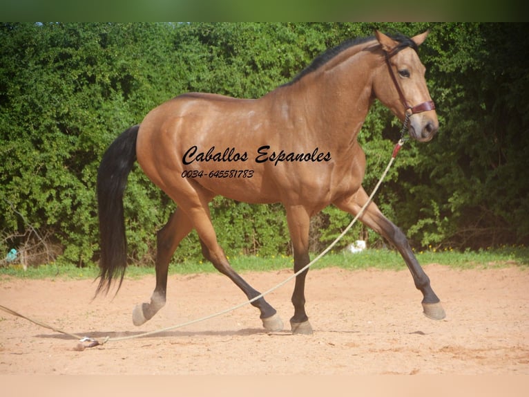 Andaluces Caballo castrado 7 años 167 cm Bayo in Vejer de la Frontera