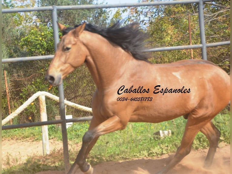 Andaluces Caballo castrado 7 años 167 cm Bayo in Vejer de la Frontera