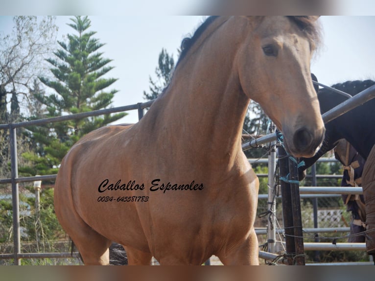 Andaluces Caballo castrado 7 años 167 cm Bayo in Vejer de la Frontera