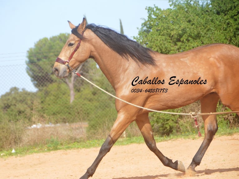 Andaluces Caballo castrado 7 años 167 cm Bayo in Vejer de la Frontera