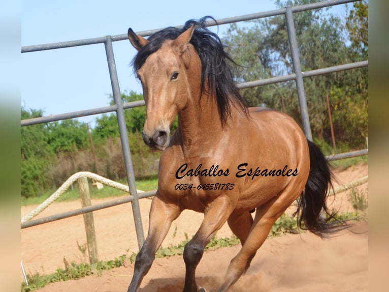 Andaluces Caballo castrado 7 años 167 cm Bayo in Vejer de la Frontera