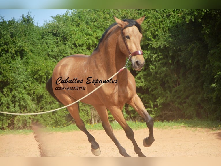 Andaluces Caballo castrado 7 años 167 cm Bayo in Vejer de la Frontera