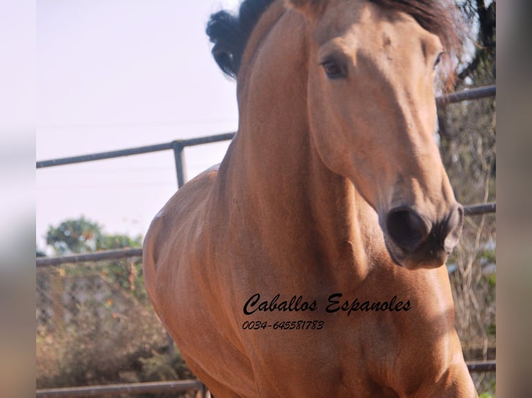 Andaluces Caballo castrado 7 años 167 cm Bayo in Vejer de la Frontera