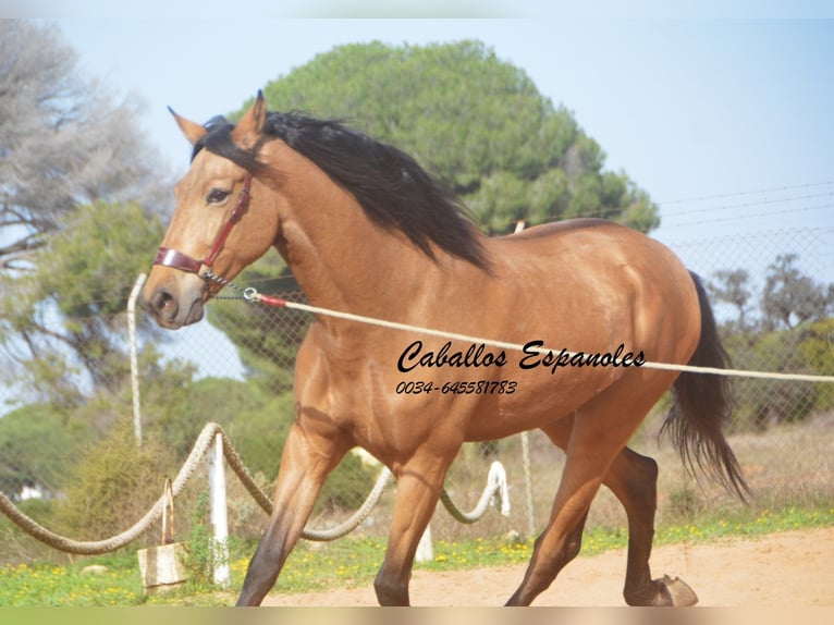 Andaluces Caballo castrado 7 años 167 cm Bayo in Vejer de la Frontera