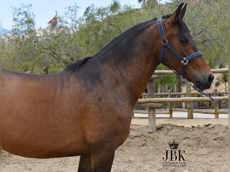 Andaluces Caballo castrado 7 años 167 cm Castaño in Tabernas Almeria