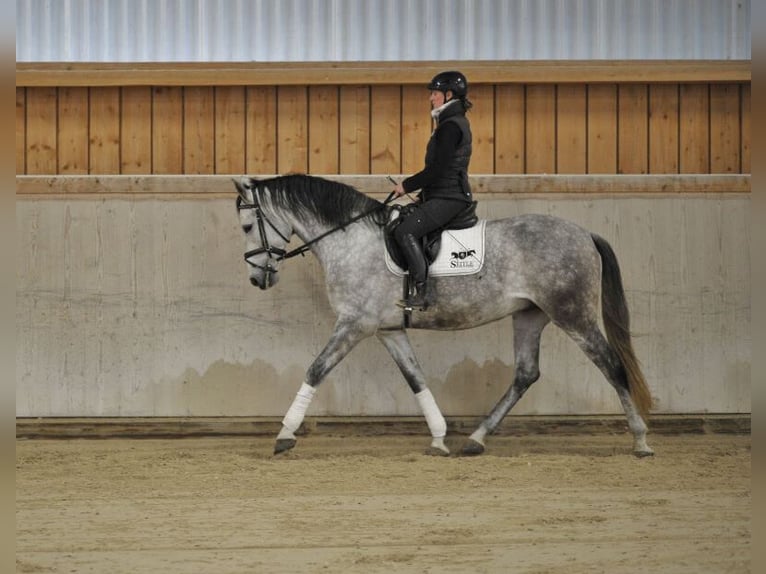 Andaluces Caballo castrado 7 años 167 cm Tordo rodado in Wellheim