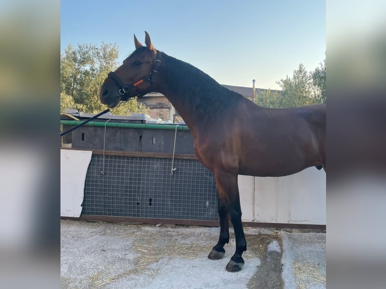 Andaluces Caballo castrado 7 años 168 cm Castaño rojizo in Jaen