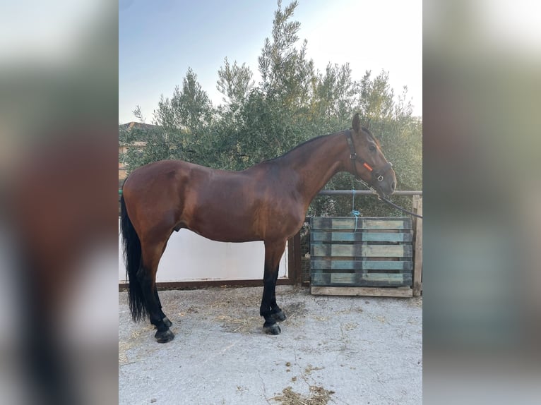 Andaluces Caballo castrado 7 años 168 cm Castaño rojizo in Jaen