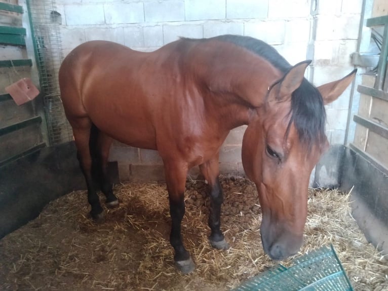 Andaluces Caballo castrado 7 años 168 cm Castaño rojizo in Jaen