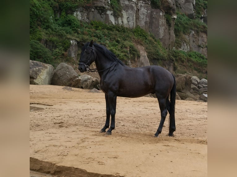 Andaluces Caballo castrado 7 años 168 cm Negro in Laviana