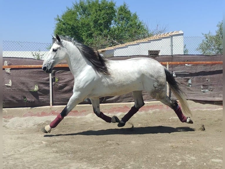 Andaluces Caballo castrado 7 años 168 cm Tordo in Cordoba