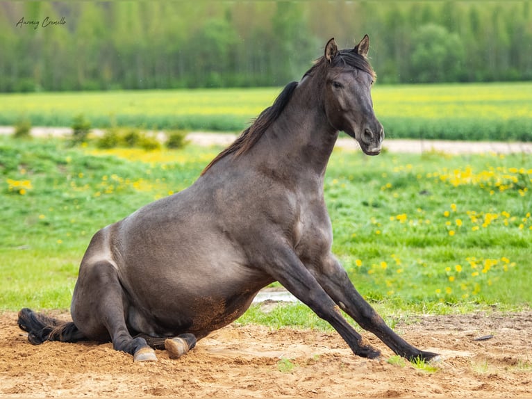 Andaluces Caballo castrado 7 años 175 cm Castaño rojizo in Svitene