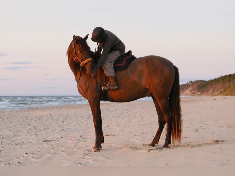 Andaluces Caballo castrado 7 años 175 cm Castaño rojizo in Svitene