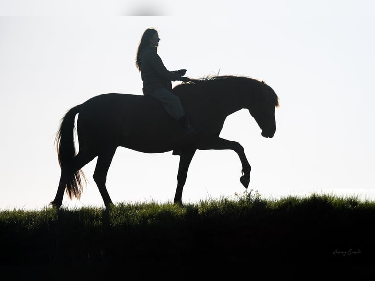 Andaluces Caballo castrado 7 años 175 cm Castaño rojizo in Svitene