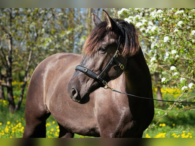 Andaluces Caballo castrado 7 años 175 cm Castaño rojizo in Svitene