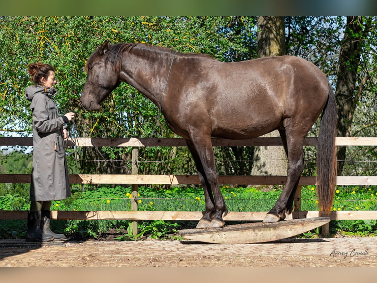 Andaluces Caballo castrado 7 años 175 cm Castaño rojizo in Svitene