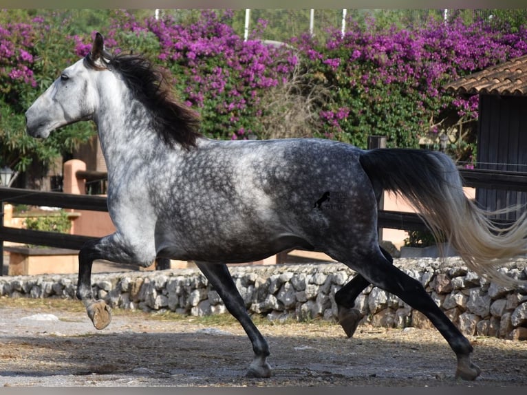 Andaluces Caballo castrado 7 años 177 cm Tordo in Mallorca