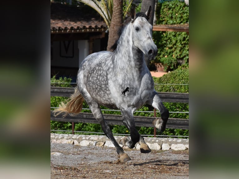 Andaluces Caballo castrado 7 años 177 cm Tordo in Mallorca