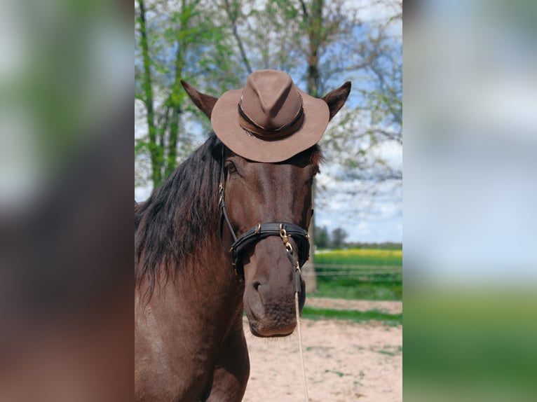 Andaluces Mestizo Caballo castrado 7 años 178 cm Castaño rojizo in Svitenes pagasts