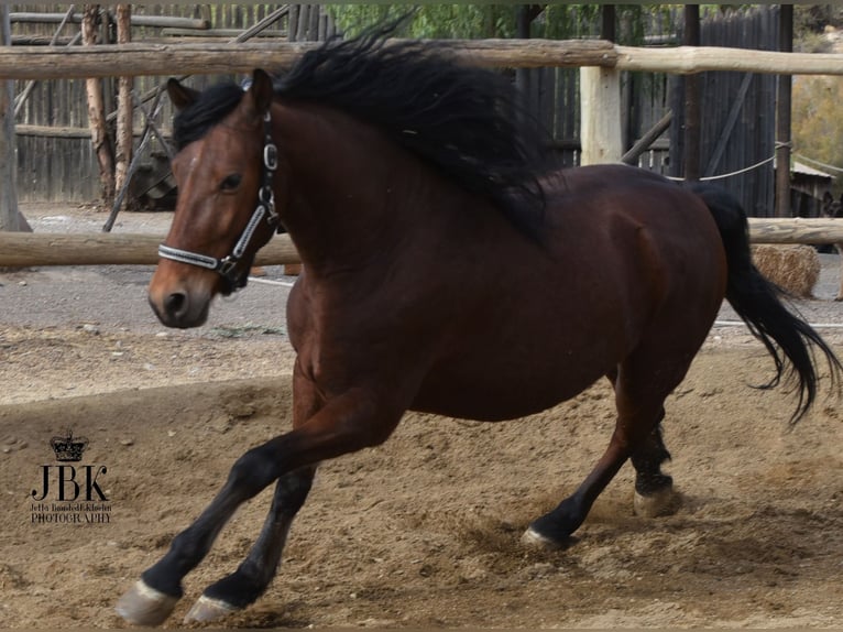 Andaluces Caballo castrado 7 años Castaño in Tabernas Almeria