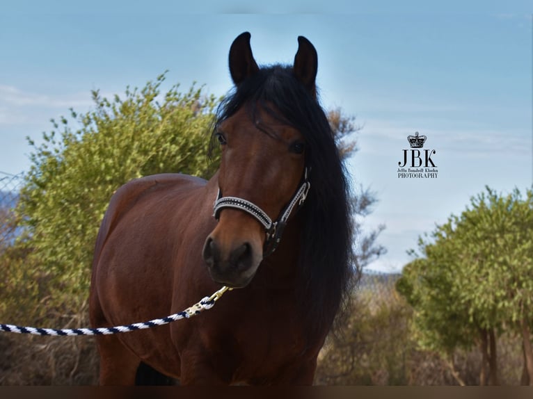 Andaluces Caballo castrado 7 años Castaño in Tabernas Almeria