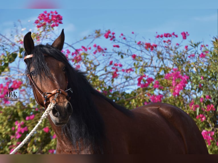 Andaluces Caballo castrado 7 años Castaño in Tabernas Almeria