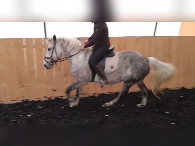 Andaluces Mestizo Caballo castrado 8 años 151 cm Tordo rodado in Scheibenberg