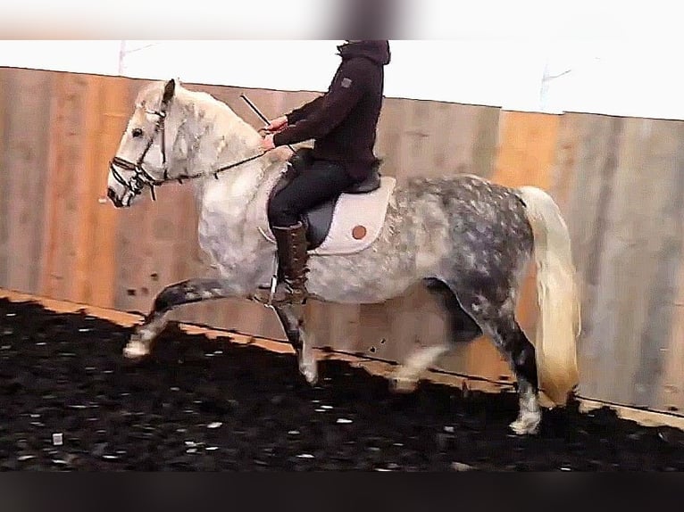 Andaluces Mestizo Caballo castrado 8 años 151 cm Tordo rodado in Scheibenberg