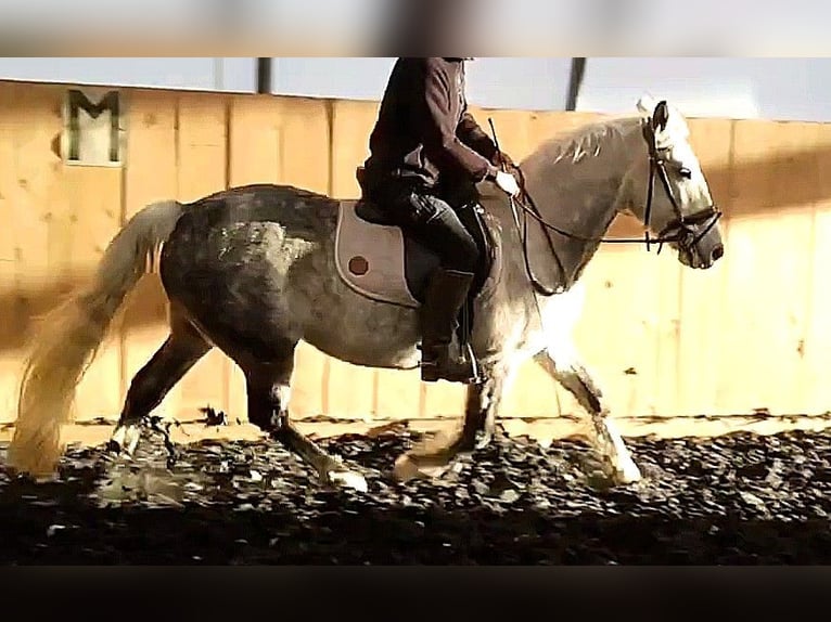 Andaluces Mestizo Caballo castrado 8 años 151 cm Tordo rodado in Scheibenberg