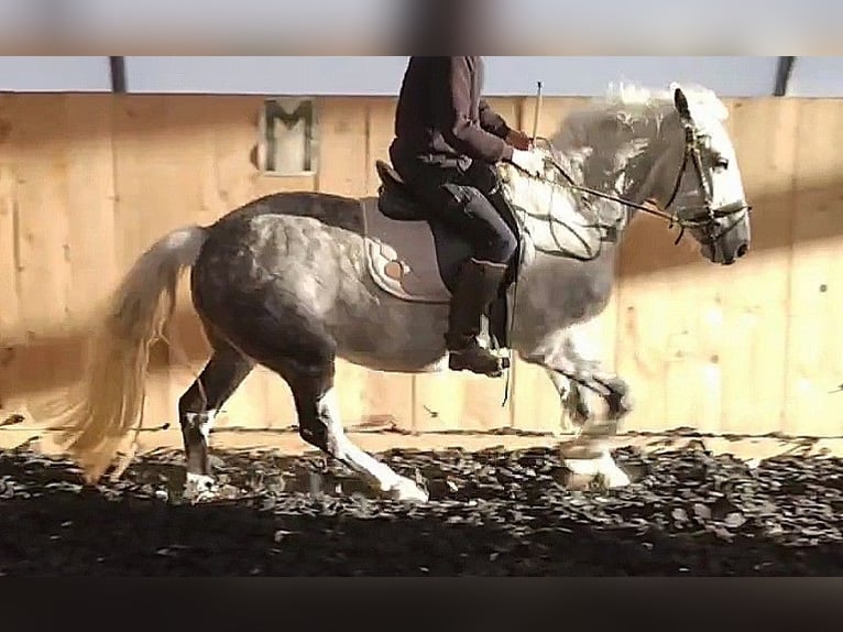 Andaluces Mestizo Caballo castrado 8 años 151 cm Tordo rodado in Scheibenberg