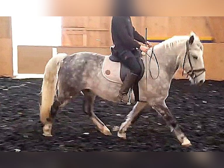 Andaluces Mestizo Caballo castrado 8 años 151 cm Tordo rodado in Scheibenberg