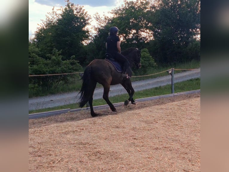 Andaluces Caballo castrado 8 años 153 cm Morcillo in Michelau in Oberfranken