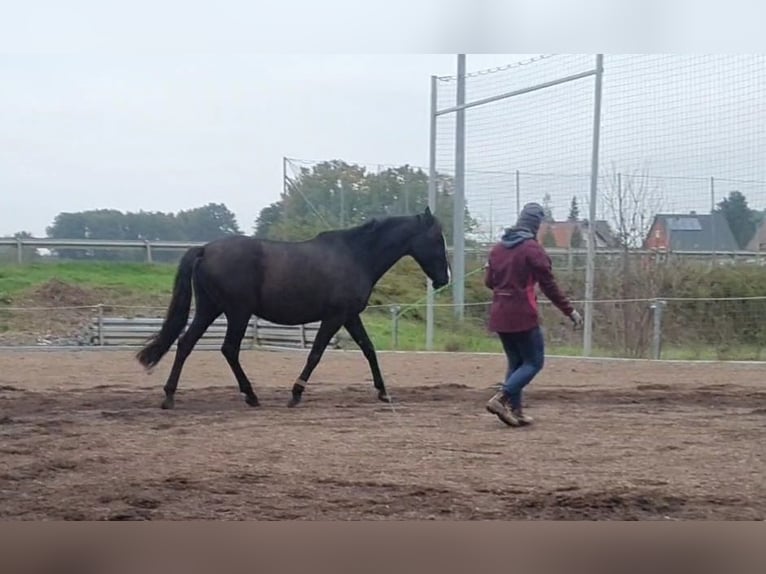 Andaluces Caballo castrado 8 años 153 cm Morcillo in Michelau in Oberfranken