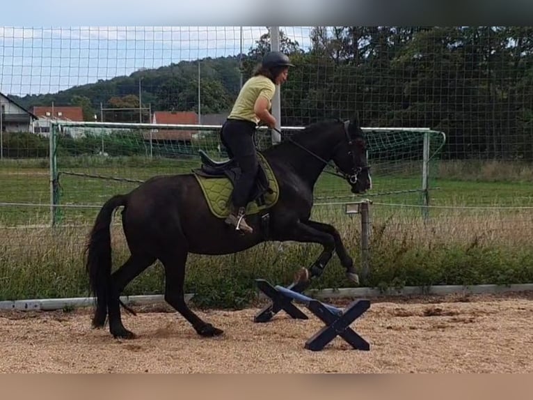 Andaluces Caballo castrado 8 años 153 cm Morcillo in Michelau in Oberfranken
