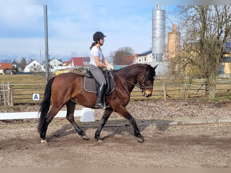 Andaluces Mestizo Caballo castrado 8 años 154 cm Castaño in Karlshuld