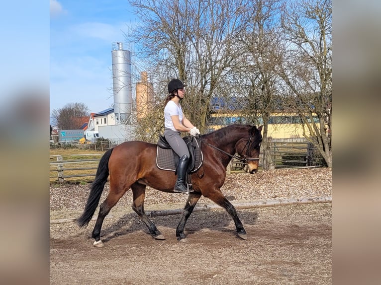 Andaluces Mestizo Caballo castrado 8 años 154 cm Castaño in Karlshuld