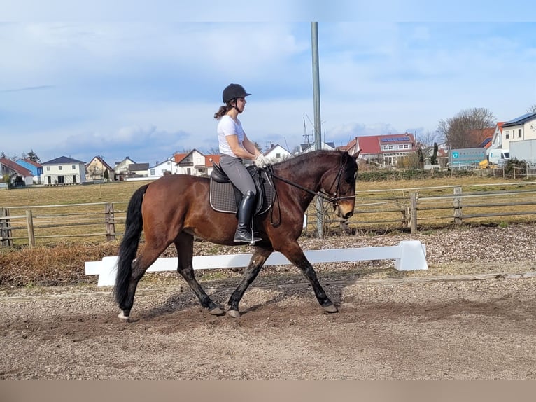 Andaluces Mestizo Caballo castrado 8 años 154 cm Castaño in Karlshuld