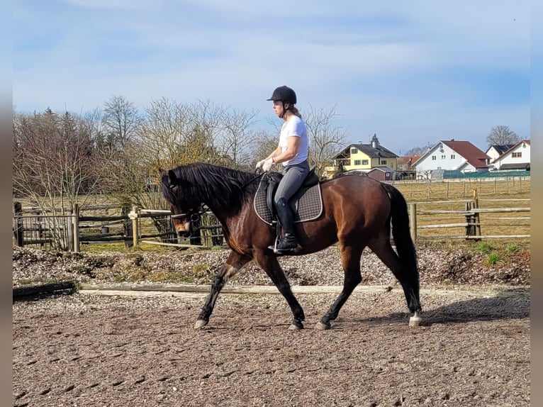 Andaluces Mestizo Caballo castrado 8 años 154 cm Castaño in Karlshuld