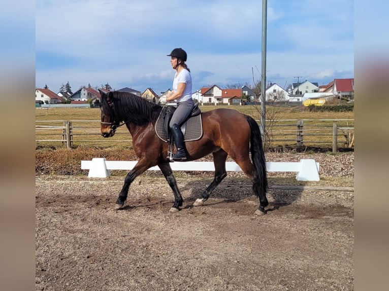 Andaluces Mestizo Caballo castrado 8 años 154 cm Castaño in Karlshuld